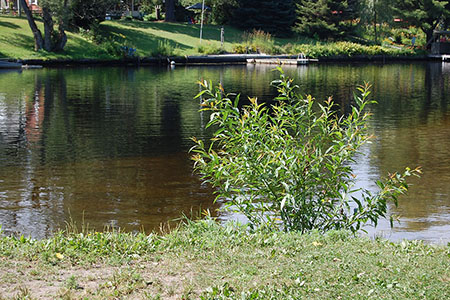 BRACEBRIDGE – Waterways of Muskoka — lifestyle amenity