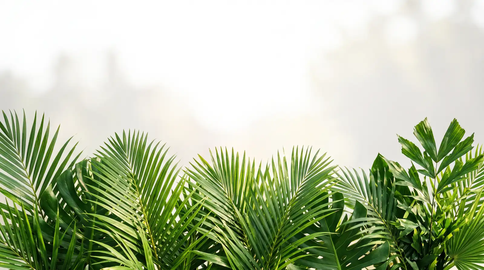 Arbour Lake Preserve — lifestyle amenity