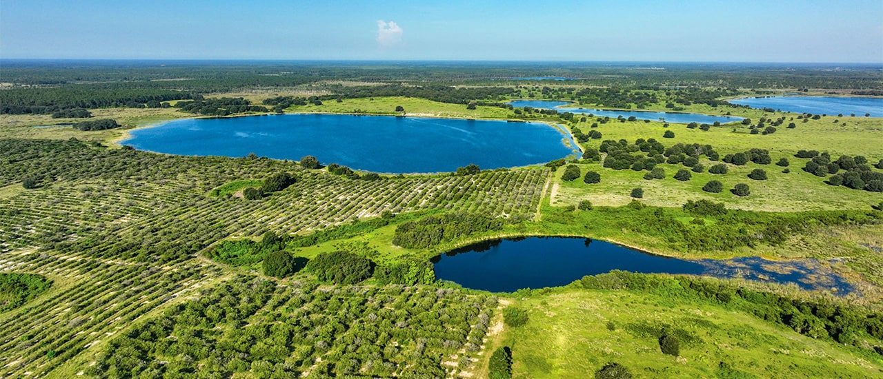 Palma Del Lago